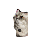 meaw neko（個別スタンプ：9）
