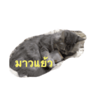 meaw neko（個別スタンプ：10）
