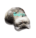 meaw neko（個別スタンプ：13）