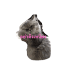 meaw neko（個別スタンプ：16）
