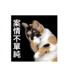 Pipi ＆ JyaiAn（個別スタンプ：11）