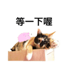 Pipi ＆ JyaiAn（個別スタンプ：14）