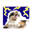 Pipi ＆ JyaiAn（個別スタンプ：15）