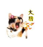 Pipi ＆ JyaiAn（個別スタンプ：23）