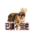 Pipi ＆ JyaiAn（個別スタンプ：38）