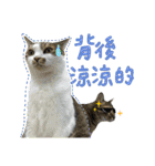 Pets: xiao p maomen yu xiao p gou（個別スタンプ：20）