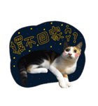 Pets: xiao p maomen yu xiao p gou（個別スタンプ：22）