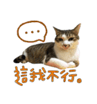 Pets: xiao p maomen yu xiao p gou（個別スタンプ：29）