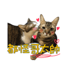 Pets: xiao p maomen yu xiao p gou（個別スタンプ：38）