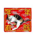 Pets: xiao p maomen yu xiao p gou（個別スタンプ：40）