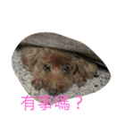 Poodle BoBo（個別スタンプ：1）
