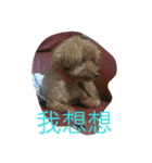Poodle BoBo（個別スタンプ：2）