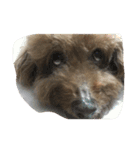 Poodle BoBo（個別スタンプ：3）