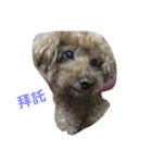 Poodle BoBo（個別スタンプ：5）