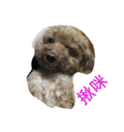 Poodle BoBo（個別スタンプ：6）
