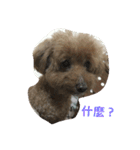 Poodle BoBo（個別スタンプ：7）