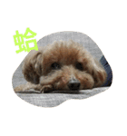 Poodle BoBo（個別スタンプ：8）