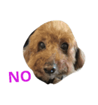 Poodle BoBo（個別スタンプ：9）
