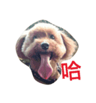 Poodle BoBo（個別スタンプ：10）