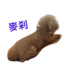 Poodle BoBo（個別スタンプ：11）