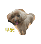 Poodle BoBo（個別スタンプ：12）