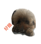 Poodle BoBo（個別スタンプ：13）