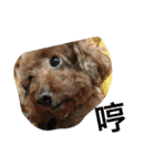 Poodle BoBo（個別スタンプ：14）
