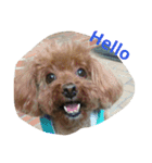 Poodle BoBo（個別スタンプ：15）