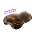 Poodle BoBo（個別スタンプ：16）