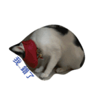 2 cats' world（個別スタンプ：1）
