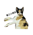 2 cats' world（個別スタンプ：2）