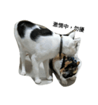 2 cats' world（個別スタンプ：3）