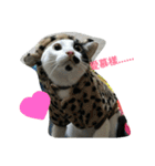 2 cats' world（個別スタンプ：4）