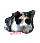 2 cats' world（個別スタンプ：6）