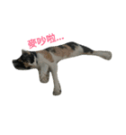2 cats' world（個別スタンプ：7）