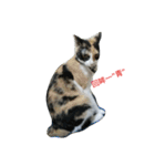 2 cats' world（個別スタンプ：8）