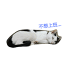 2 cats' world（個別スタンプ：9）