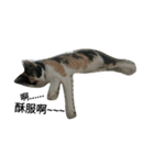 2 cats' world（個別スタンプ：10）