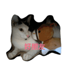 2 cats' world（個別スタンプ：11）