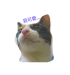 2 cats' world（個別スタンプ：12）