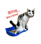 2 cats' world（個別スタンプ：16）
