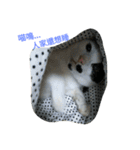 2 cats' world（個別スタンプ：17）