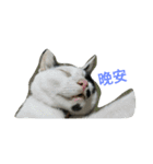 2 cats' world（個別スタンプ：18）