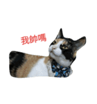 2 cats' world（個別スタンプ：19）