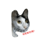 2 cats' world（個別スタンプ：20）