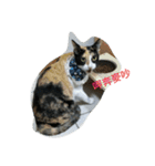2 cats' world（個別スタンプ：21）