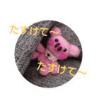 Pig stamp 1（個別スタンプ：5）