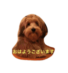 歌舞伎犬スタンプ（個別スタンプ：1）