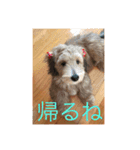 歌舞伎犬スタンプ（個別スタンプ：4）