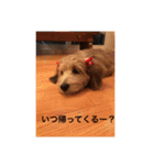 歌舞伎犬スタンプ（個別スタンプ：5）
